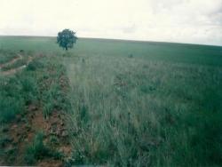 #47 - Fazenda para Venda em São Roque de Minas - MG