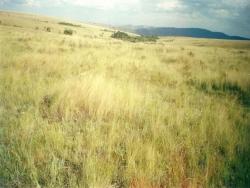 #47 - Fazenda para Venda em São Roque de Minas - MG - 3